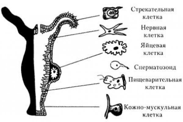 Kraken сайт магазин