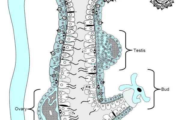Kraken купить клад