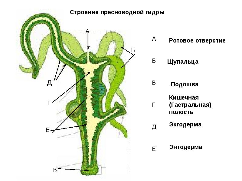 Замена hydra